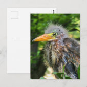 Een baby groene reiger briefkaart (Voorkant / Achterkant)