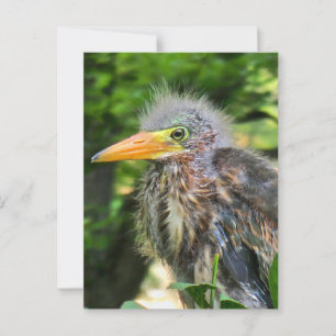Een baby groene reiger briefkaart