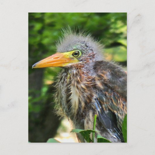 Een baby groene reiger briefkaart (Voorkant)