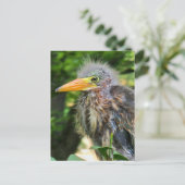 Een baby groene reiger briefkaart (Staand voorkant)