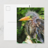 Een baby groene reiger briefkaart (Voorkant / Achterkant)