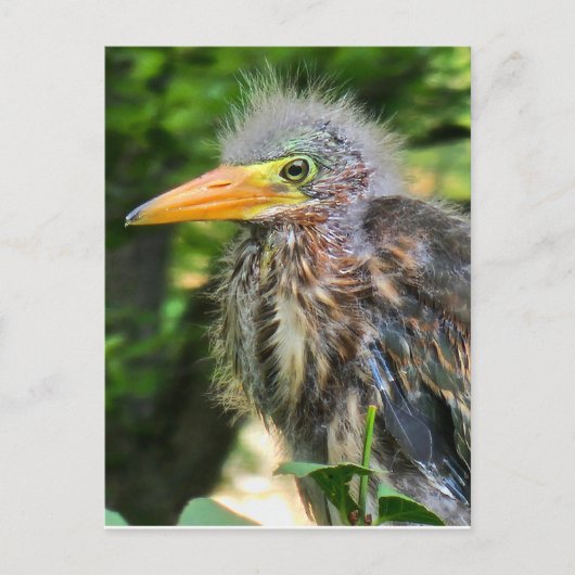 Een baby groene reiger briefkaart (Voorkant)