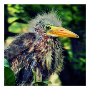 Een baby groene reiger perfect poster