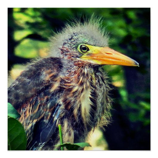 Een baby groene reiger perfect poster (Voorkant)