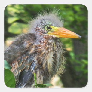 Een baby groene reiger vierkante sticker