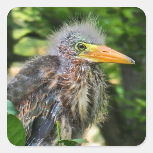 Een baby groene reiger vierkante sticker (Voorkant)