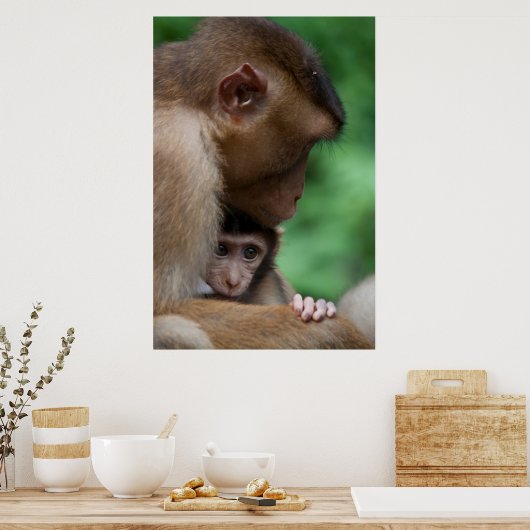 Een Baby Macaque en moeder. Poster (Keuken)