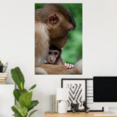 Een Baby Macaque en moeder. Poster (Thuiskantoor)