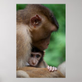 Een Baby Macaque en moeder. Poster (Voorkant)