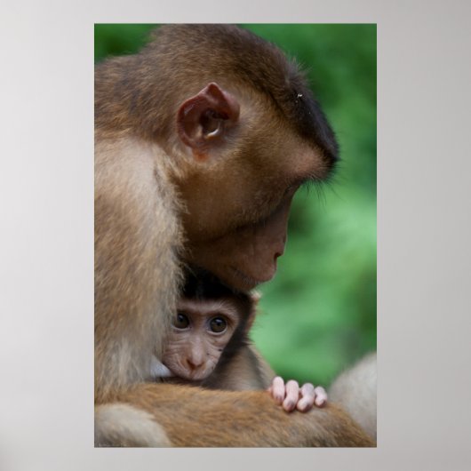 Een Baby Macaque en moeder. Poster (Voorkant)
