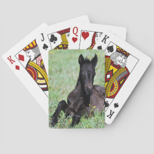 Een baby paard in de weide pokerkaarten