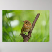 Een Baby Robin op een tak Poster (Voorkant)
