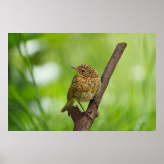 Een Baby Robin op een tak Poster (Voorkant)