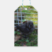 Een baby Silkie Cadeaulabel (Voorkant)