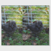 Een baby Silkie Cadeaupapier (Vlak)