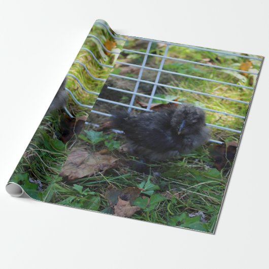Een baby Silkie Cadeaupapier (Uitgerold)