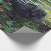 Een baby Silkie Cadeaupapier (Hoek)