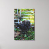 Een baby Silkie Canvas Afdruk (Voorkant)