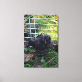 Een baby Silkie Canvas Afdruk