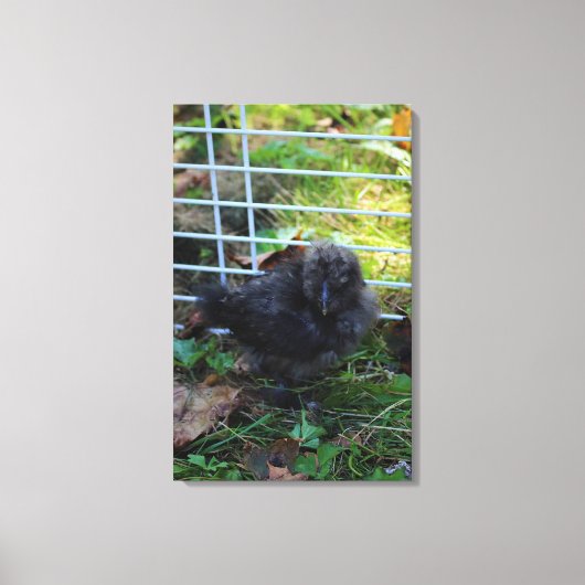 Een baby Silkie Canvas Afdruk (Voorkant)