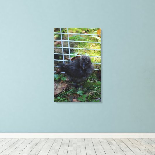 Een baby Silkie Canvas Afdruk (Insitu (Houten vloer))
