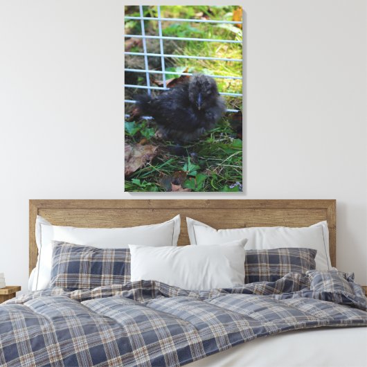 Een baby Silkie Canvas Afdruk (Insitu (Slaapkamer))