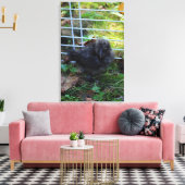 Een baby Silkie Canvas Afdruk (Insitu (Woonkamer))
