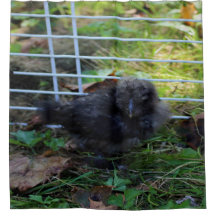 Een baby Silkie