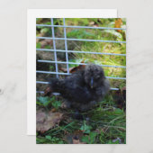 Een baby Silkie Kaart (Voorkant / Achterkant)