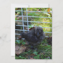 Een baby Silkie