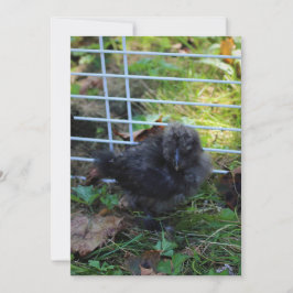 Een baby Silkie Kaart