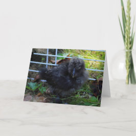 Een Baby Silkie Kaart