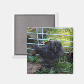 Een baby Silkie Magneet (Voorkant / Achterkant)