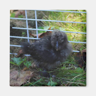 Een baby Silkie Magneet
