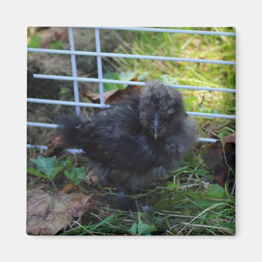 Een baby Silkie Magneet (Voorkant)