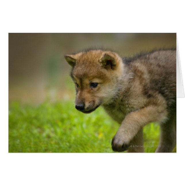 Een baby wolf (Voorkant Horizontaal)