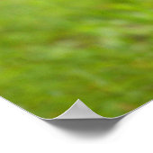 Een baby wolf poster (Hoek)