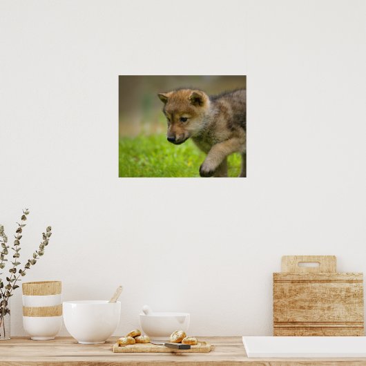 Een baby wolf poster (Keuken)
