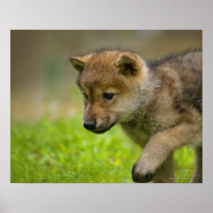Een baby wolf poster