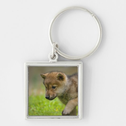 Een baby wolf sleutelhanger (Voorkant)