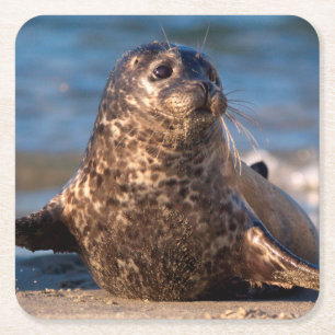 Een baby zegel die aan land komt in de kinderpool kartonnen onderzetters