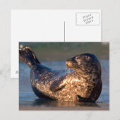 Een baby-zegel tilt zijn staart op briefkaart (Voorkant / Achterkant)