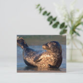 Een baby-zegel tilt zijn staart op briefkaart (Staand voorkant)