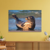 Een baby-zegel tilt zijn staart op canvas afdruk (Insitu (Woonkamer))