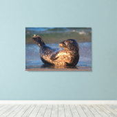 Een baby-zegel tilt zijn staart op canvas afdruk (Insitu (Houten vloer))