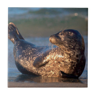 Een baby-zegel tilt zijn staart op tegeltje