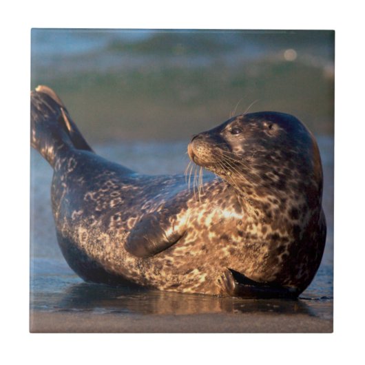 Een baby-zegel tilt zijn staart op tegeltje (Voorkant)