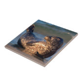 Een baby-zegel tilt zijn staart op tegeltje (Zijkant)