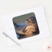 Een baby-zegel tilt zijn staart op vierkante sticker (Envelop)