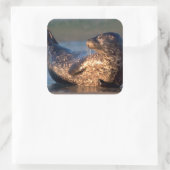 Een baby-zegel tilt zijn staart op vierkante sticker (Tas)